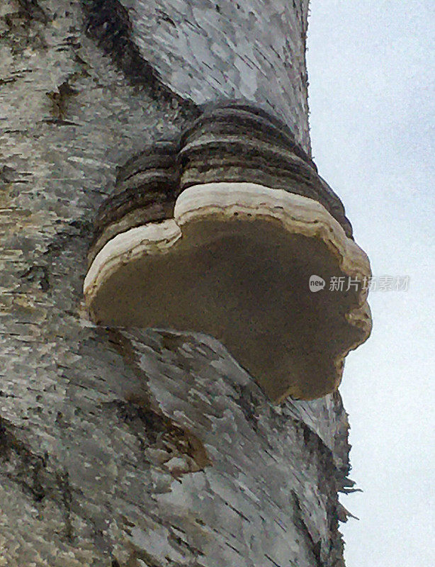 杨树上生长的Fomentarius hofungus